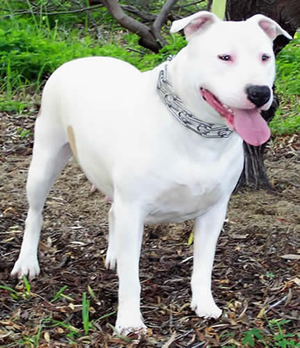 Immortalz Jilly Bean